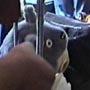 ( Totoro and friends included! I thought the Catbus was supposed to carry everything... )